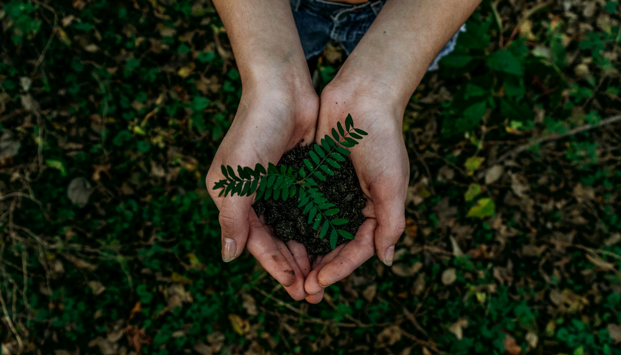 Environmental and Mangrove Restoration